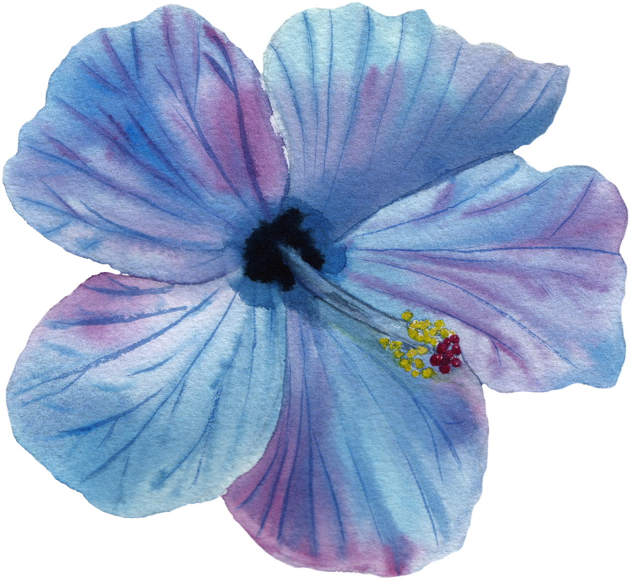 Watercolor blue hibiscus flower Png clipart